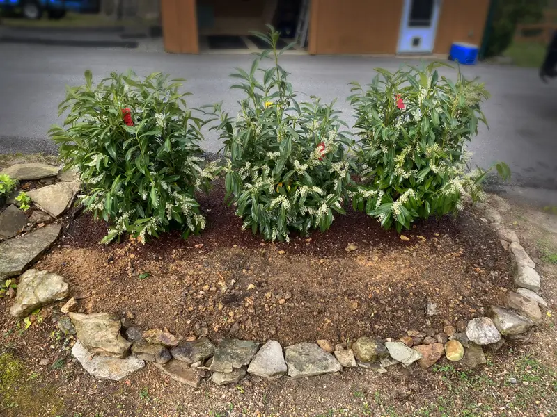 newly planted native-to-Tennessee plants